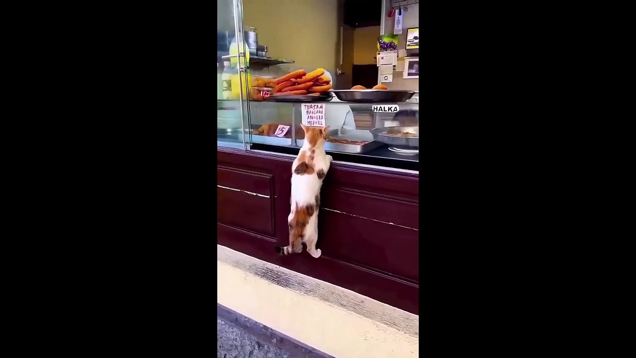 FUNNY CUTE CATS COMPILATION OF 2024 V2 TOP 100 FUNNY CATS CUTE AND FUNNY CATS  COMPILATION