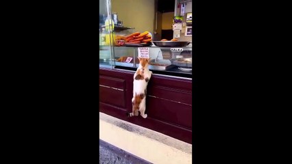 FUNNY CUTE CATS COMPILATION OF 2024 V2 TOP 100 FUNNY CATS CUTE AND FUNNY CATS  COMPILATION
