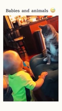 Funny animal videos 😹🤣 #funnyanimals #pet #cat #dog #cute #animals