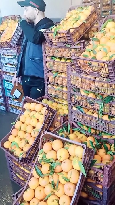 انزال كبير للبرتقال بسوق الجملة بوفاريك والأسعار تتراجع.