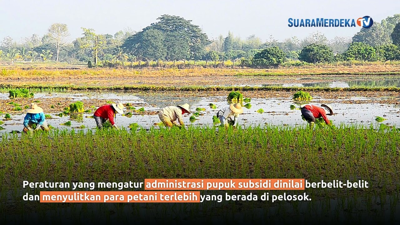 Kabar Gembira Bagi Petani, Pemerintah Tambah Kuota Pupuk Subsidi Dua Kali Lipat dan Percepat Penyaluran