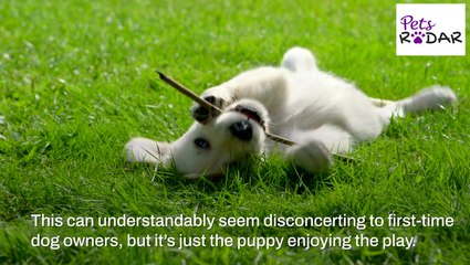 Understanding Your Puppies Body Language