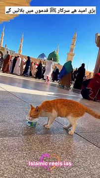 بڑی امید ھے سرکار ﷺ قدموں میں بلائیں گے #islam #islamicreels_ias #madina #makkah #viral #virareels #trendingreels #trendingvideos #dailymotion #dailymotionvideos #like #share #follow #tuesday #18November2024