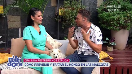 ¿Cómo prevenir los hongos  en las mascotas en época de calor?