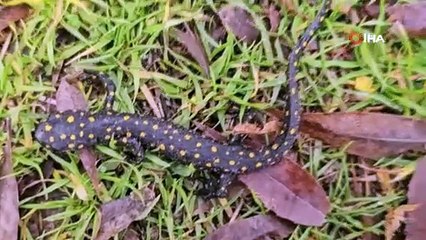 Musluktan nesli tükenmekte olan semender çıktı