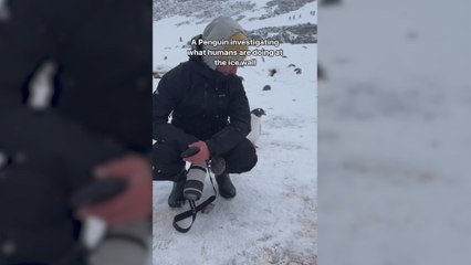 Un curioso pingüino investiga qué hacen los humanos en el muro de hielo