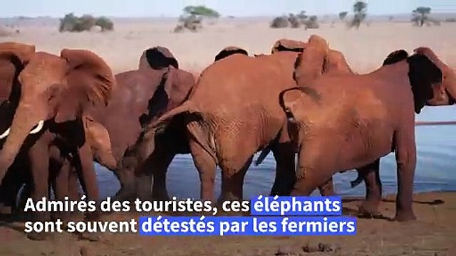 Kenya: les abeilles comme solution au conflit entre éléphants et êtres humains