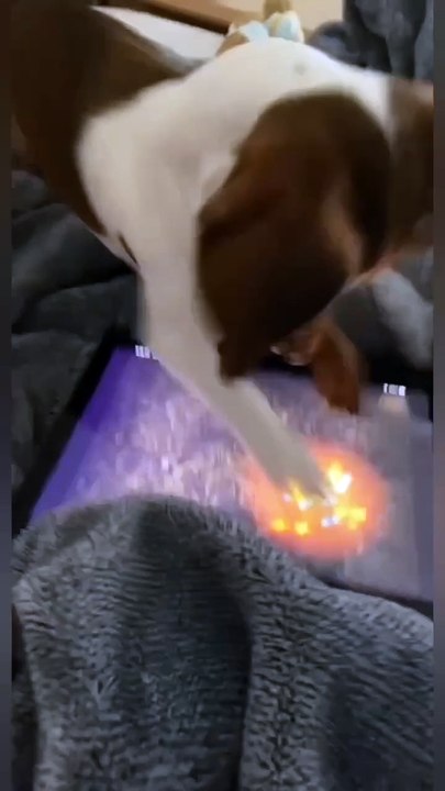 Funny dog playing the game on tablet