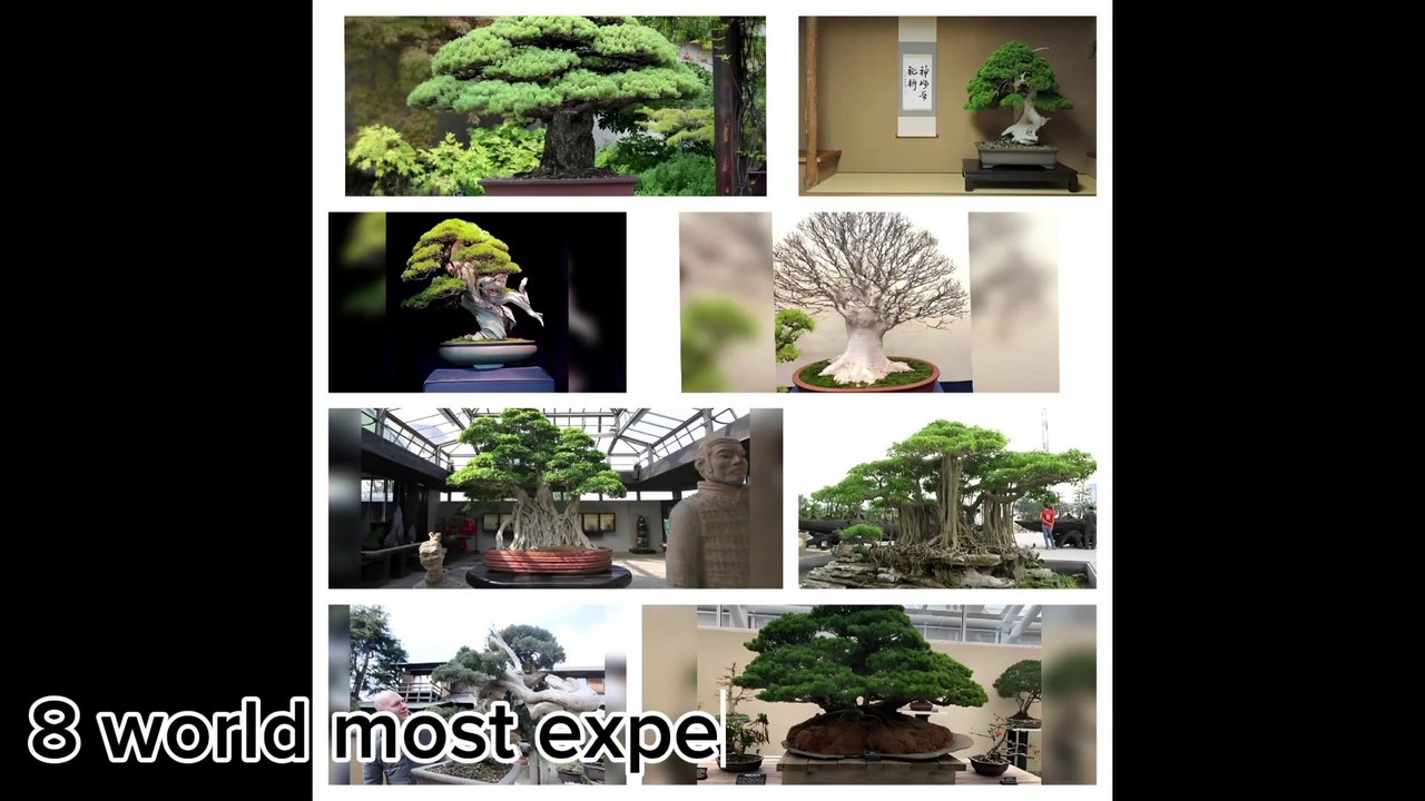 Most expensive bonsai trees in the world. #bonsai