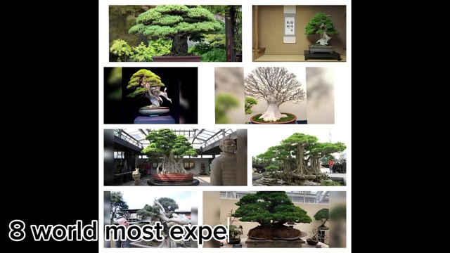 Most expensive bonsai trees in the world. #bonsai
