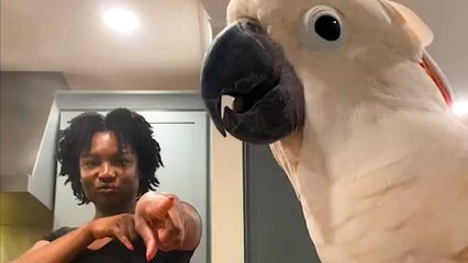 Clingy Cockatoo Wants To Dance 24/7 With Mom