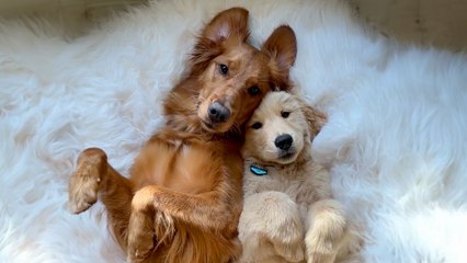 Golden Retriever Finally Gets Her Dream Of Becoming An Older Sister