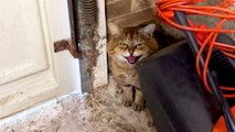 Tomcat Takes A Year To Finally Come Inside Woman's House