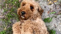 Golden Doodle Rescued From Puppy Mill Plays For The First Time