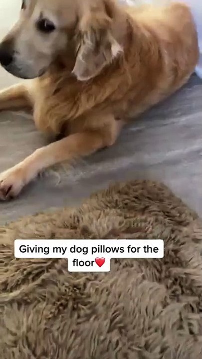 Giving a dog pillows