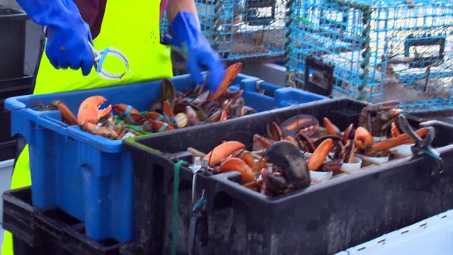 Pêche récréative au crustacé: « une folie pure », selon des pêcheurs professionnels