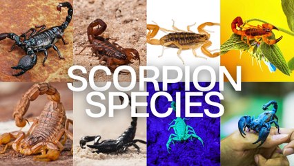 Scorpion species | rare scorpion