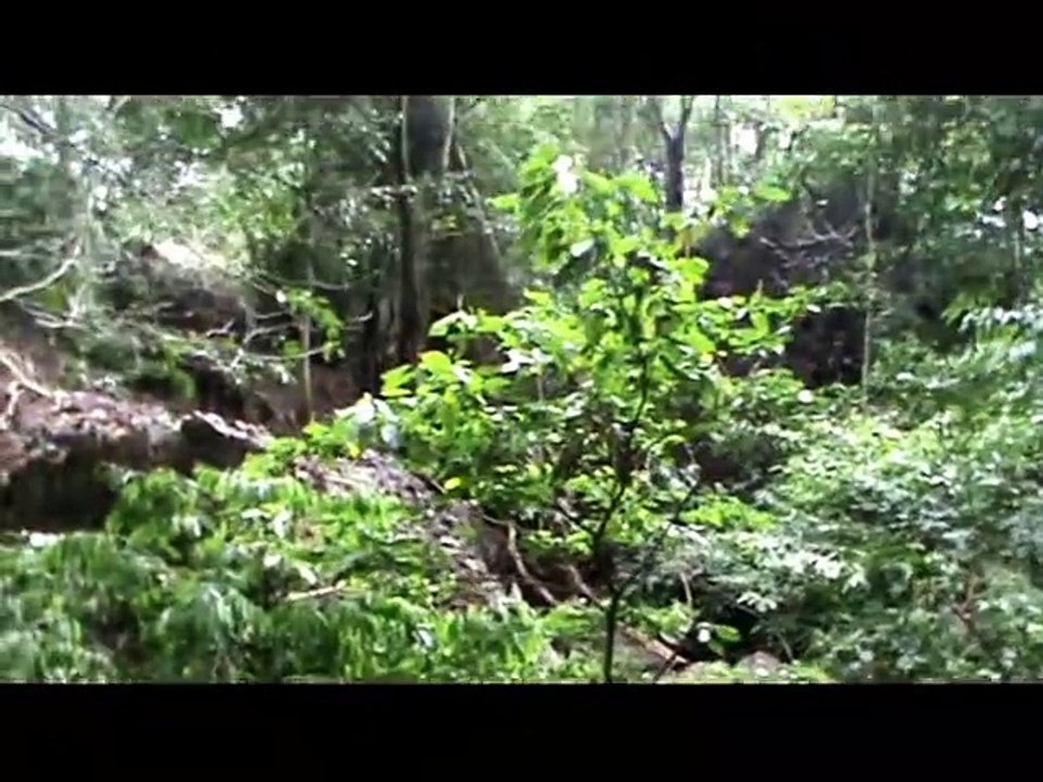 le temple des singes  tailande par murphi6666