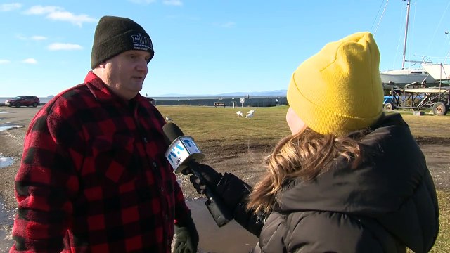 Des citoyens préoccupés par le sort de quelques oies blanches