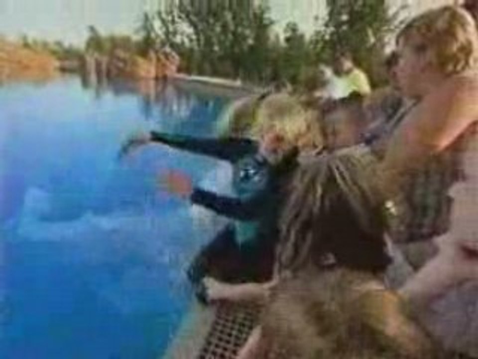 Marineland Beluga Whales