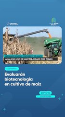 Evaluarán biotecnología en cultivo de maíz