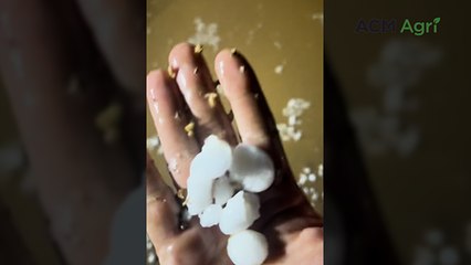 "Hail stones the size of marbles" smash crops at Esperance during harvest