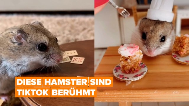 Next level hobbies: Tiktok Hamster