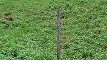 cavalo