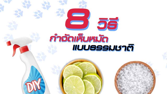 วิธีกำจัดเห็บหมัดแบบธรรมชาติ จบปัญหาเห็บหมัดในบ้าน