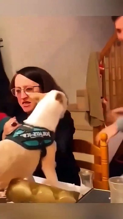Funny Animal Videos - Funniest Cats and Dogs 2025