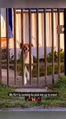 Funny Animal Videos - Best Of The 2025 Funny Animal Videos - Cutest Animals Ever