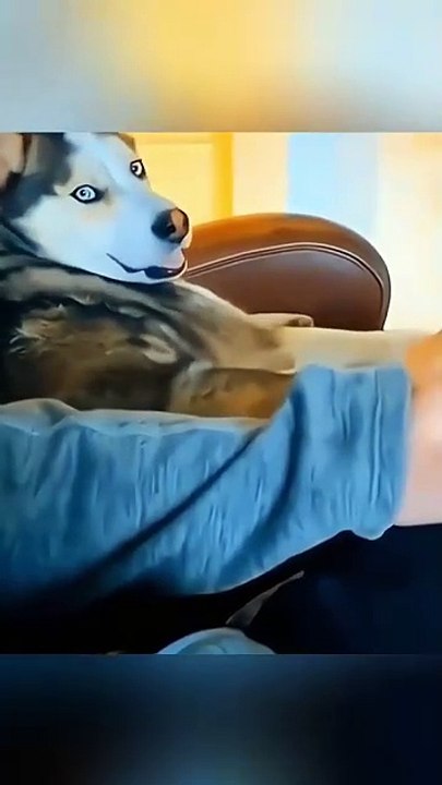 Funny Animal Videos - Funny cats - Funny dogs - videos