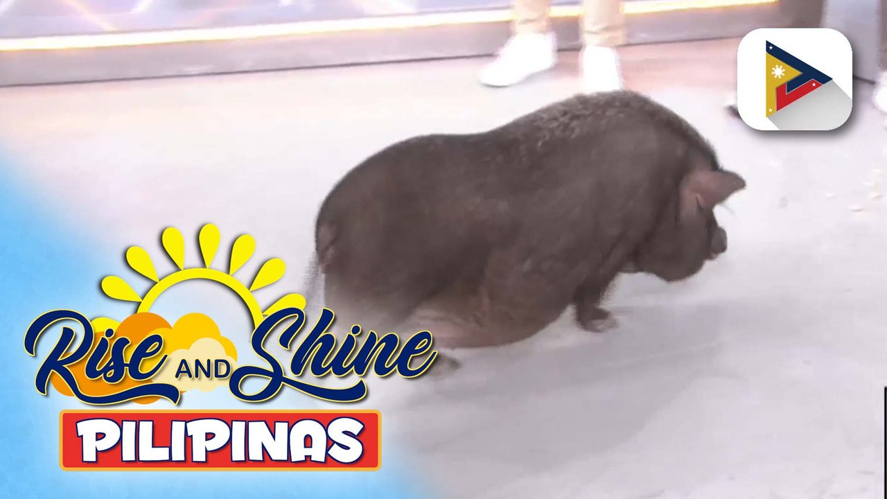 Tamang pag-aalaga ng potbelly pig, ating alamin!