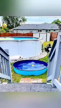 Funny Animal Videos - Funniest Animals - Funny Fails Compilation 2025
