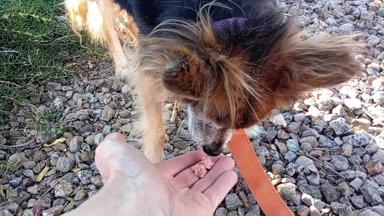 Ozzyta Villanova Paco I pushed away from an approaching lady & doggie. Ozzyta&Paco bark, but calm VID_20241114_144644627