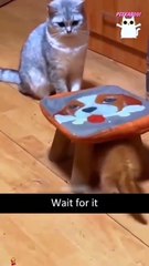 Funny Animal Videos - Cute Kittens - Funny Animal Videos
