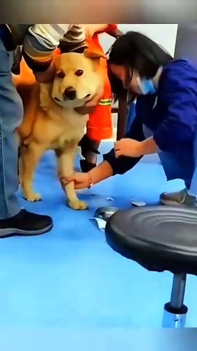 Funny Animal Videos - Funny cats - Funny dogs