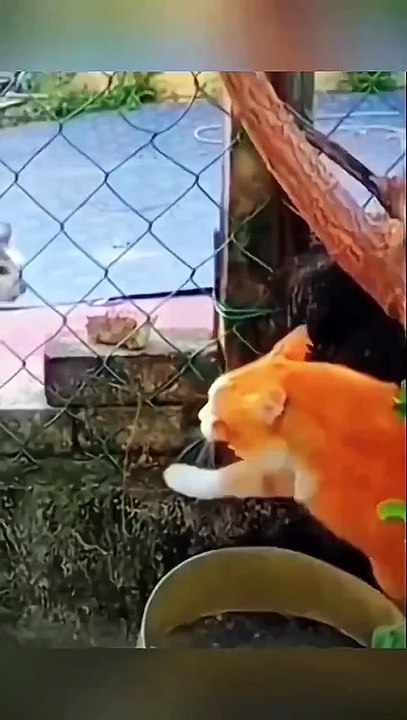 Funny Animal Videos - Angry cats videos - Funny Animals