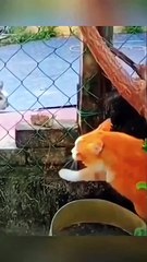 Funny Animal Videos - Angry cats videos - Funny Animals