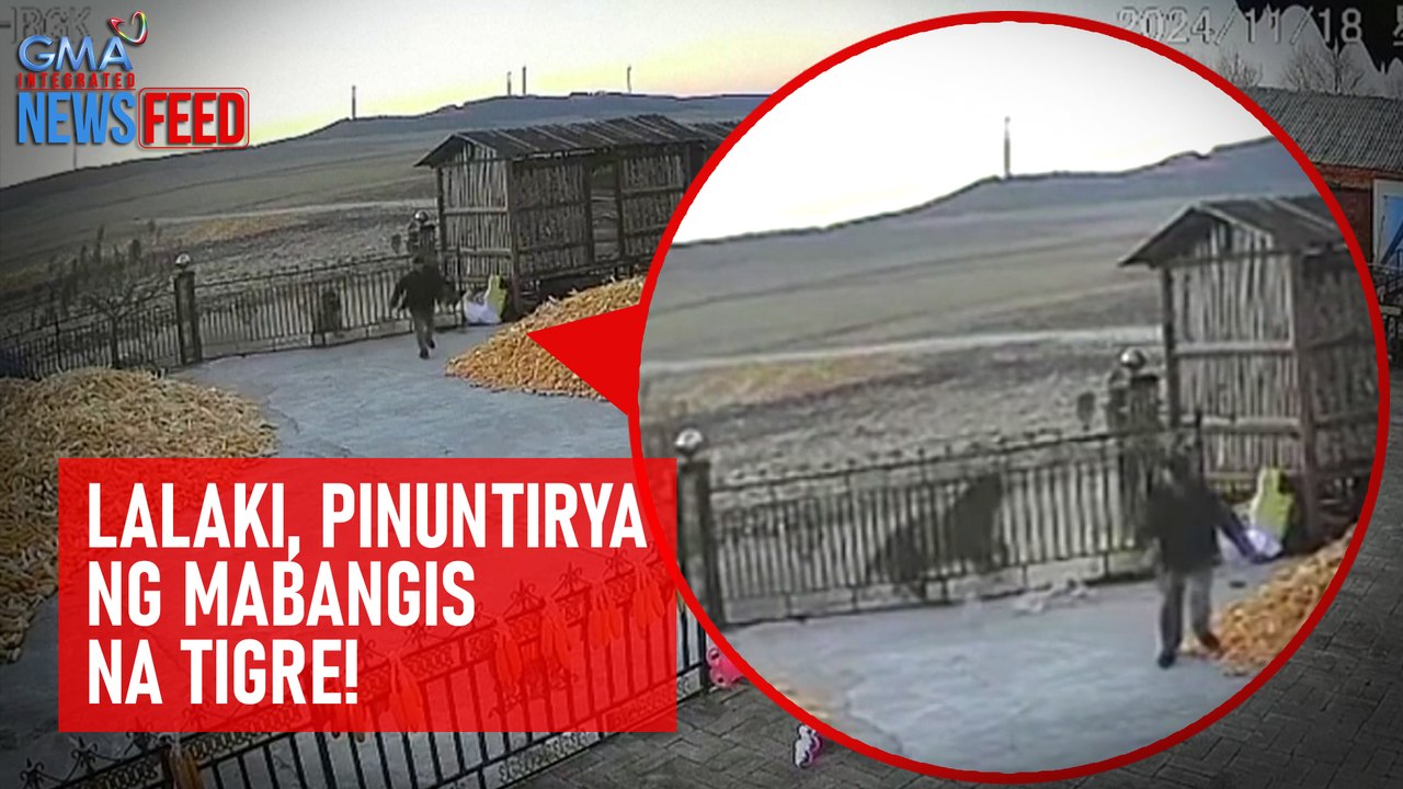 Lalaki, pinuntirya ng mabangis na tigre! | GMA Integrated Newsfeed