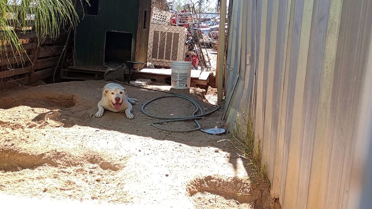 Choco at family repair shop. After he ate, I gave him some loving. Also really cool he lays by me VID_20241119_115911886