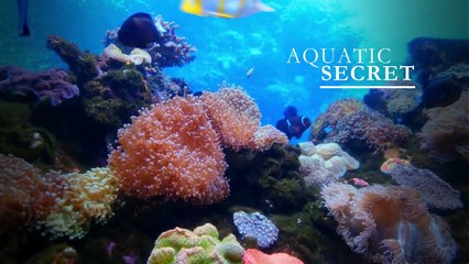 Under the Sea Documentary Opening Intro