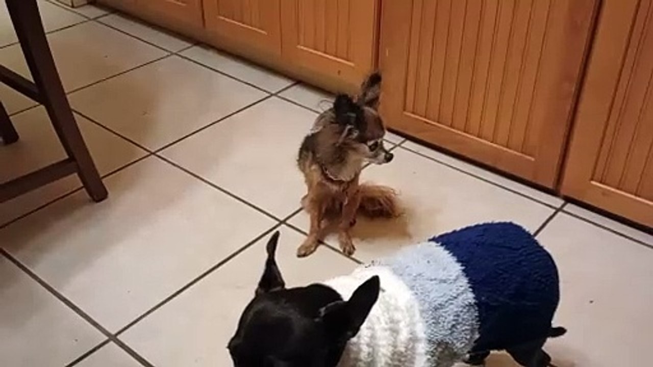 Villanova does get up and walks around on her own. It doesn't look like walking on all 4s is hard VID_20241118_175250870