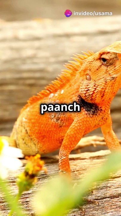 Function: The tittle’s primary role is to differentiate certain characters, such as distinguishing "i" from "l" (lowercase "L") or "j" from "i". It makes the letters more legible and distinct in written form.  Fun Fact: