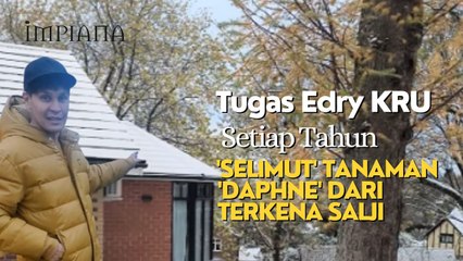 Tugas Edry Setiap Tahun 'Selimut' Tanaman 'Daphne' Di Laman Rumah Dari Terkena Salji