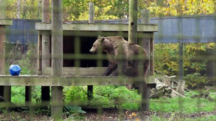 Boki the bear makes remarkable recovery six weeks after life-saving surgery