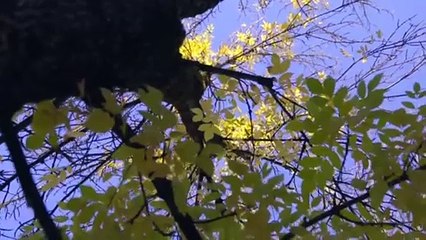 NEW Sciton Laser _ Knott Street Dermatology