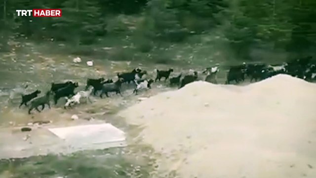 Başıboş köpekler bu kez de keçi sürüsüne saldırdı
