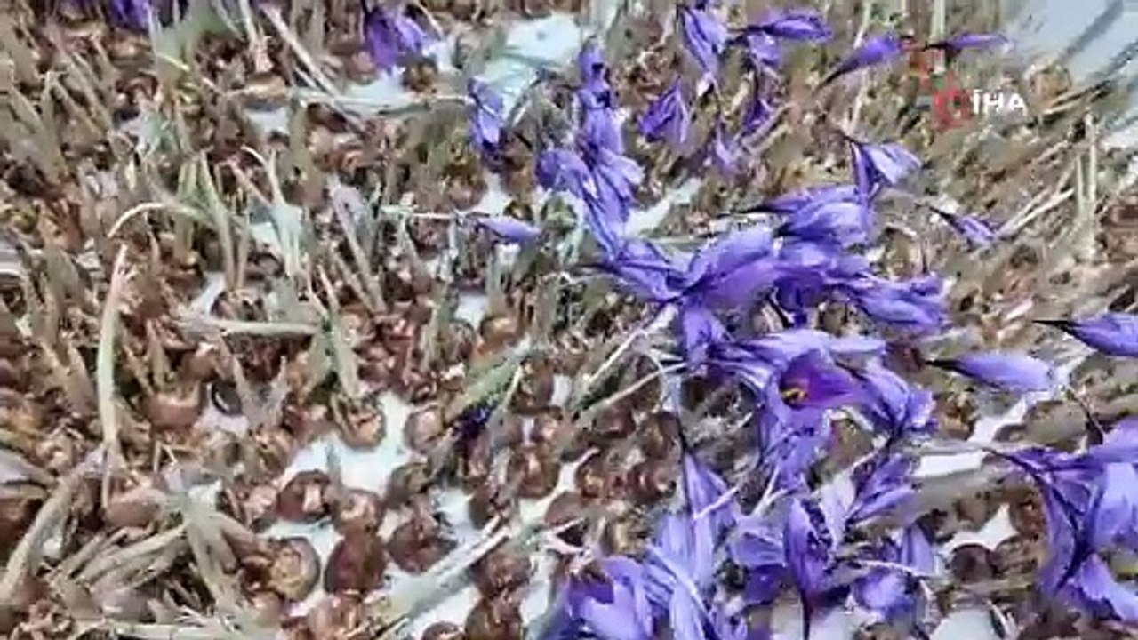 Türkiye’de ilk kez uygulandı: Topraksız dikey tarım hasadı başladı!