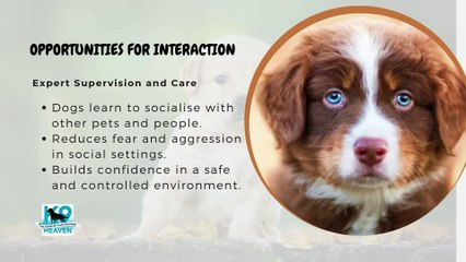 The Benefits of Doggy Daycare in West Auckland for Busy Pet Parents